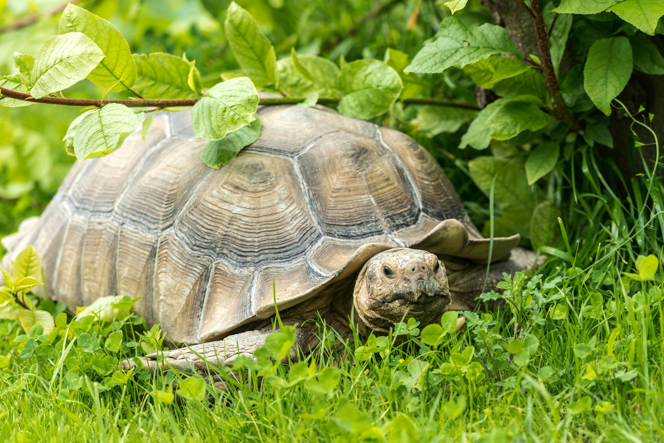 Turtle resting in its shell on a leafy garden floor, symbolizing the slow season and creative rest.