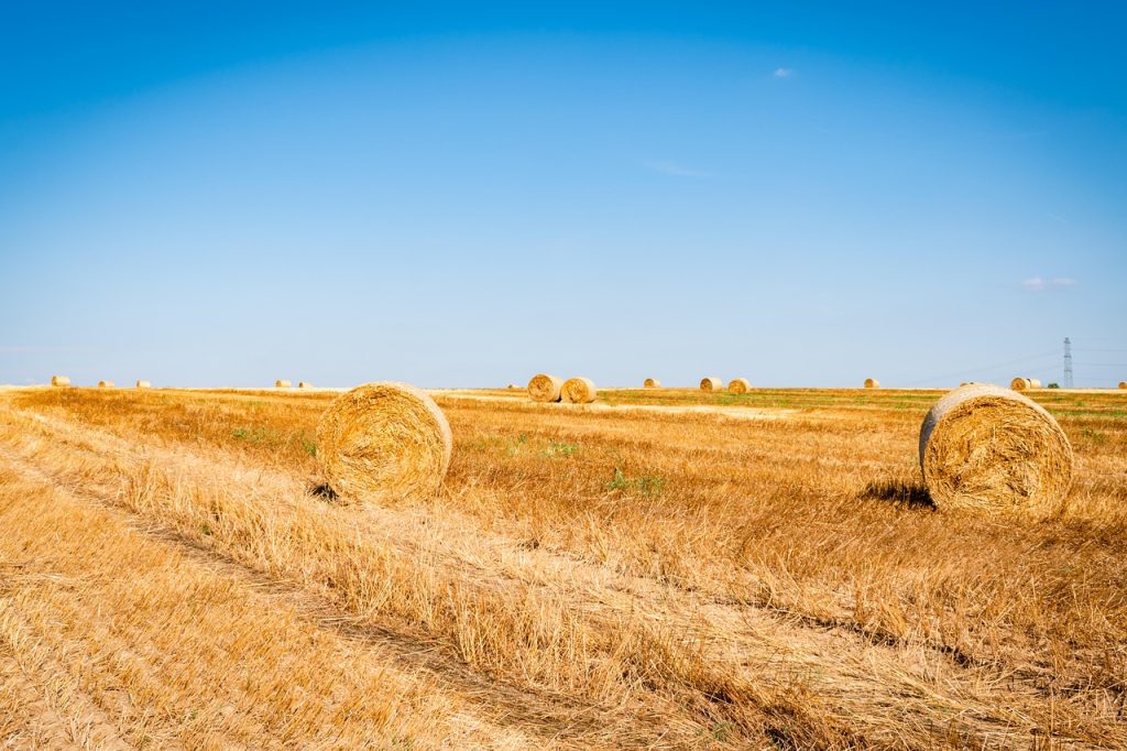 Round hay bales in summer fields - August preparation for a productive winter season.